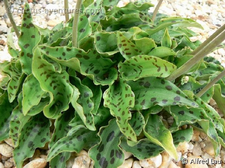 Drimiopsis maculata P1020552